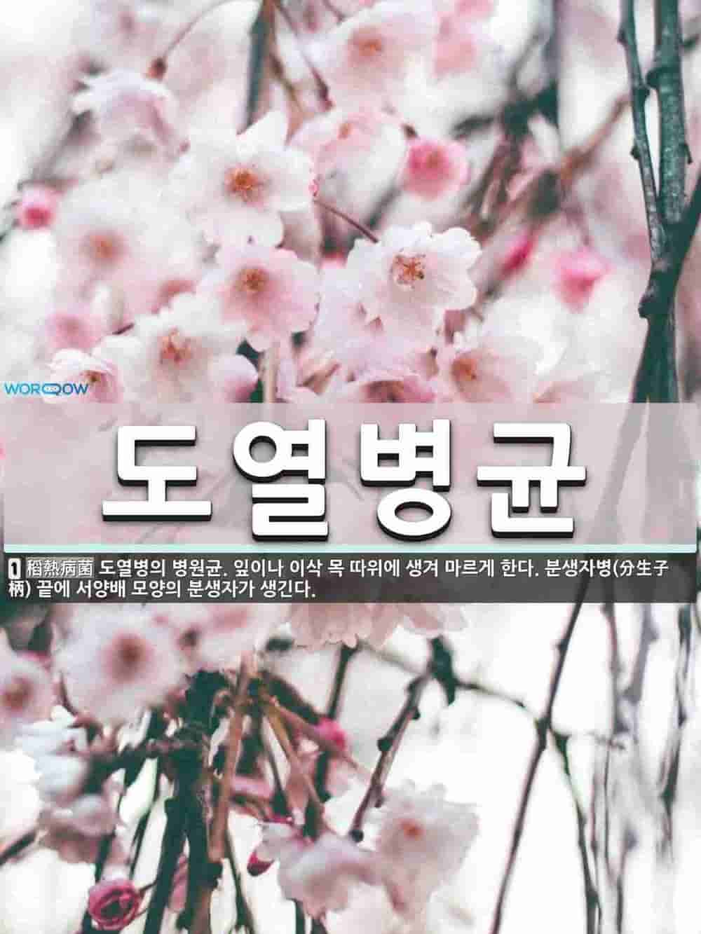 도열병균 뜻 도열병의 병원균 잎이나 이삭 목 따위에 생겨 마르게 한다 분생자병 分生子柄 끝에 서양 도열병균 뜻 도열병의 병원균 잎이나 이삭 목 따위에 생겨 마르게 한다 분생자병 分生子柄 끝에 서양